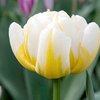 Tulip Bulbs - Flaming Evita (Double Early)