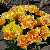 Tulip Bulbs - Foxy Foxtrot
