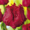 Tulip Bulbs - Fringed Collection
