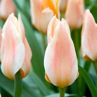 Tulip Bulbs - Fur Elise