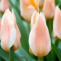 Tulip Bulbs - Fur Elise