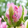 Tulip Bulbs - Green Wave