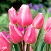 Tulip Bulbs - Happy Family (Multi-headed)