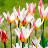 Tulip Bulbs - Ice Stick