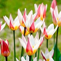 Tulip Bulbs - Ice Stick