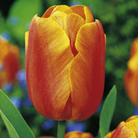 Tulip Bulbs - Jimmy