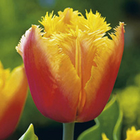 Tulip Bulbs - Lambada