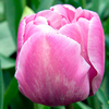 Tulip Bulbs - Lilac Perfection (Double Late)
