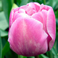 Tulip Bulbs - Lilac Perfection (Double Late)