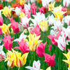 Tulip Bulbs - Lily Flowered Mix