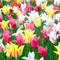 Tulip Bulbs - Lily Flowered Mix