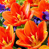 Tulip Bulbs - Love Song