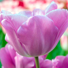 Tulip Bulbs - Magic Lavender