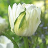 Tulip Bulbs - Maureen