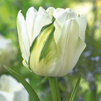 Tulip Bulbs - Maureen