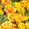 Tulip Bulbs - Monsella