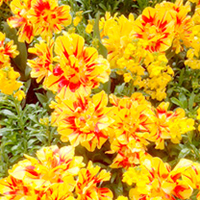 Tulip Bulbs - Monsella
