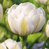 Tulip Bulbs - Mount Tacoma (Double Late)