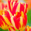 Tulip Bulbs - Multi-headed Collection