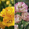 Tulip Bulbs - Multihead Twin Pack