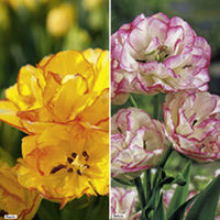 Tulip Bulbs - Multihead Twin Pack