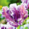 Tulip Bulbs - Mysterious (Parrot)