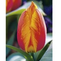 Tulip Bulbs - Orange Collection