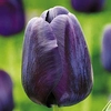 Tulip Bulbs - Paul Scherer