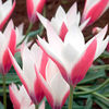 Tulip Bulbs - Peppermint Stick (Species)