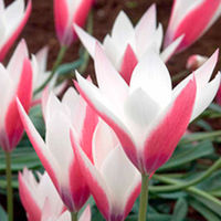Tulip Bulbs - Peppermint Stick (Species)