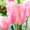 Tulip Bulbs - Pink Collection