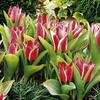 Tulip Bulbs - Pinocchio