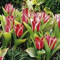 Tulip Bulbs - Pinocchio