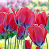 Tulip Bulbs - Poppie