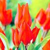 Tulip Bulbs - praestans Fusilier (Multi-headed)