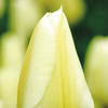 Tulip Bulbs - Purissima