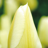 Tulip Bulbs - Purissima
