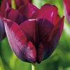 Tulip Bulbs - Purple Collection