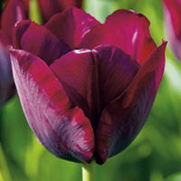 Tulip Bulbs - Purple Collection