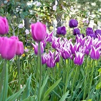 Tulip Bulbs - Purple Passion