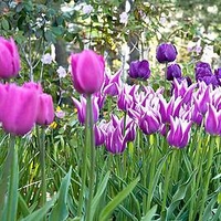 Tulip Bulbs - Purple Passion