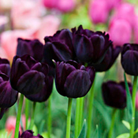 Tulip Bulbs - Queen of the Night (Single)