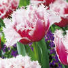 Tulip Bulbs - Queensland (Fringed)