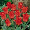Tulip Bulbs - Red Riding Hood (Single)