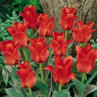 Tulip Bulbs - Red Riding Hood (Single)