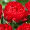 Tulip Bulbs - Redwood