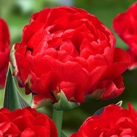 Tulip Bulbs - Redwood