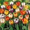Tulip Bulbs - Rembrandt Mix