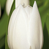 Tulip Bulbs - Royal Virgin