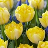 Tulip Bulbs - Secret Perfume